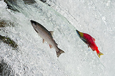 Salmon from the icy waters of Alaska